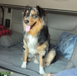 Tri-color australian shepherd  Listing Image