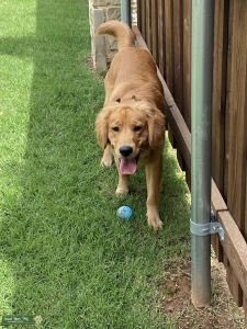AKC Certified yellow Golden Retriever Listing Image