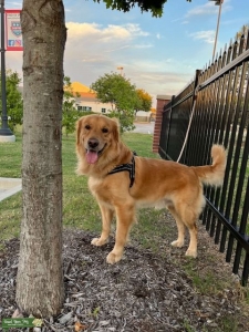 AKC Golden Stud Listing Image