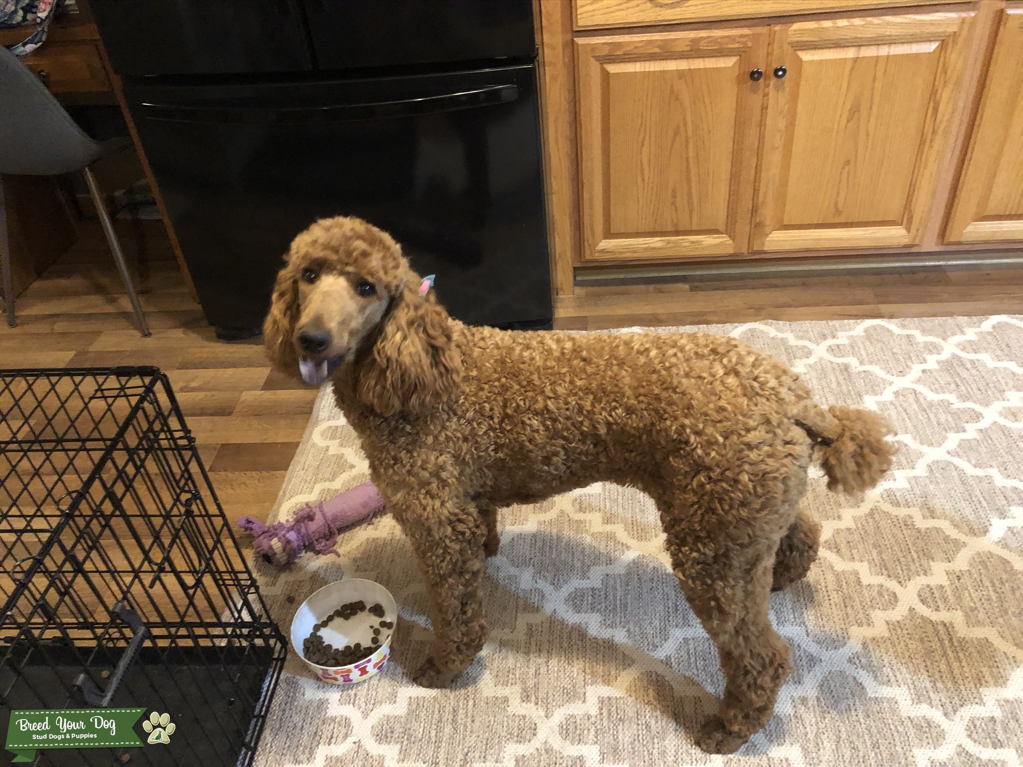 Red Standard Poodle Stud Dog in South Dacotah, Australia Breed Your Dog