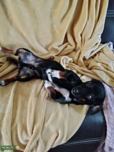 Dachshund Listing Image