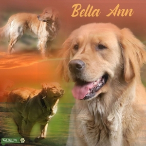 Jk goldens  Listing Image