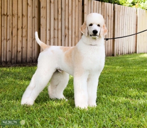 Royce - Standard Parti Poodle Listing Image