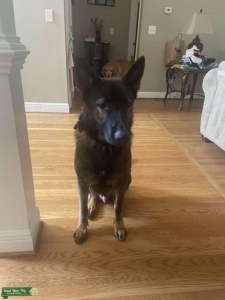 AKC German Shepard Listing Image