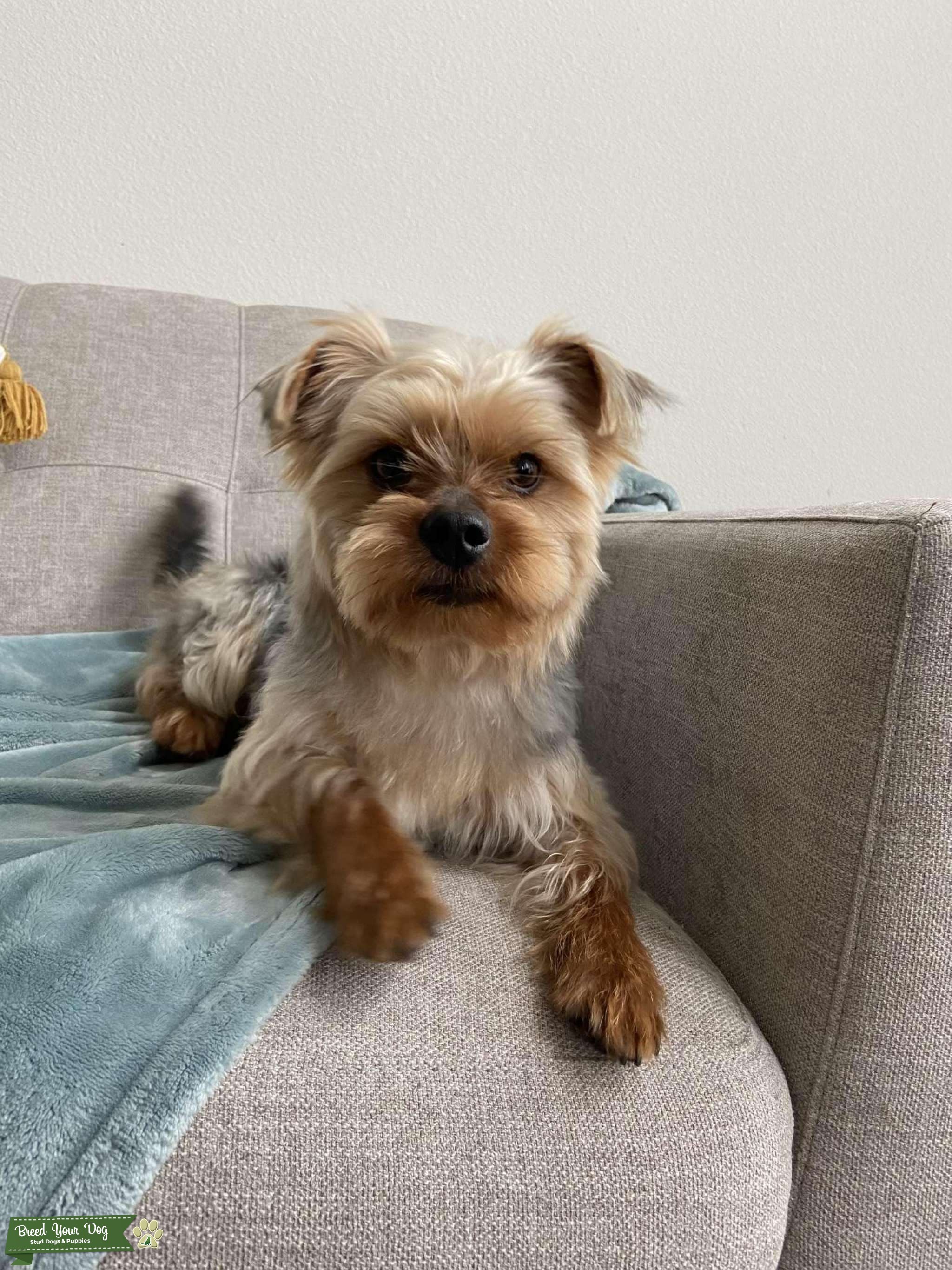 Pure Male Yorkie Stud for Breeding Stud Dog in Texas, the United