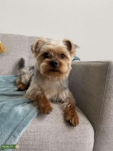 Pure Male Yorkie Stud for Breeding  Listing Image