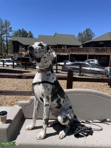 Great Dane stud  Listing Image