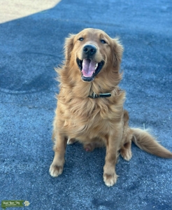 AKC Golden Retriever  Listing Image