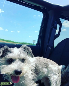 Looking for female mini schnauzer Listing Image