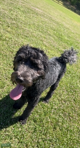 Female Goldendoodle  Listing Image