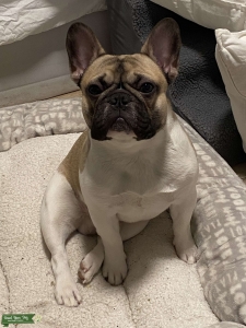 Friendly Fawn + White Black Mask French Bulldog Listing Image