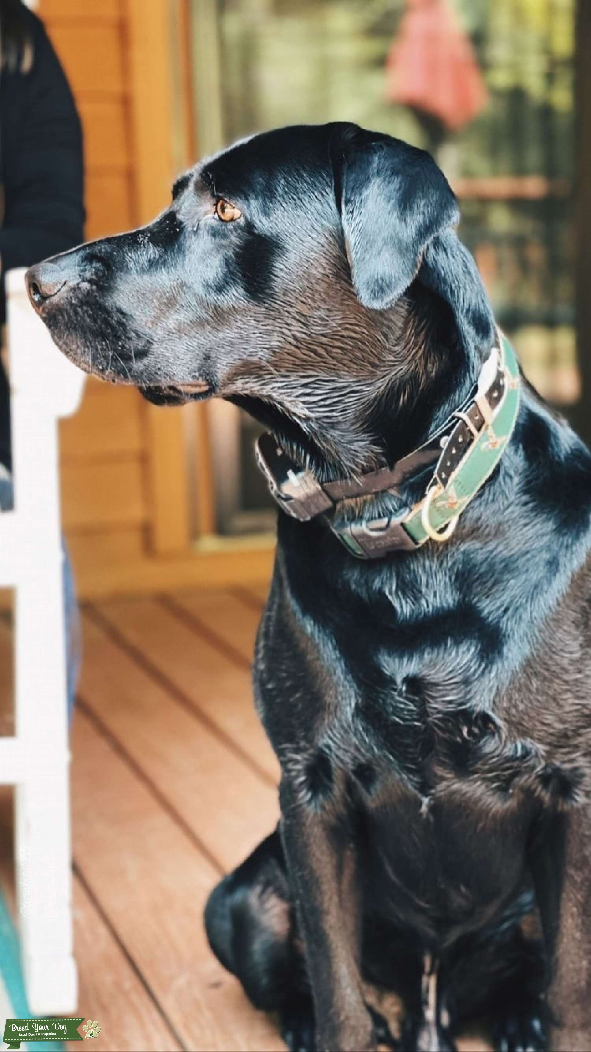 Black Labrador Male Stud Dog in North Carolina, the United States