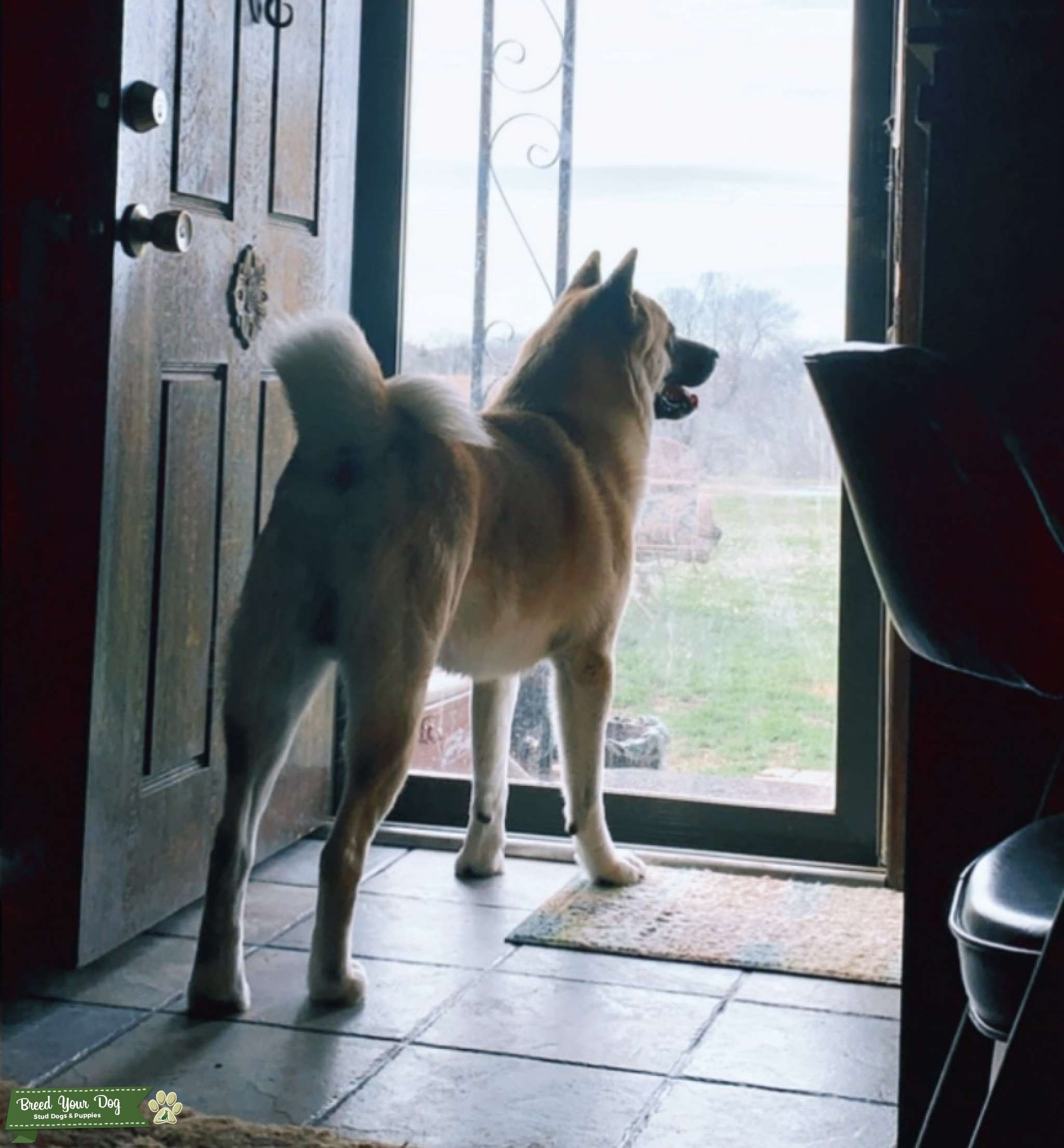Fawn, White Markings / Black Mask American Akita Stud Dog in Oklahoma