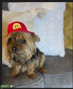 CUTEST YORKIE STUD IN THE DMV AREA! Listing Image