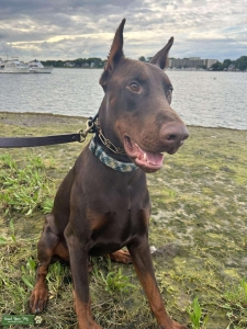 European Red Doberman Listing Image