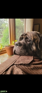 English Mastiff Listing Image