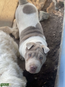 AKC Chinese Shar Pei Stud Listing Image