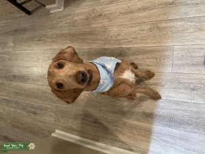Moyen Poodle Listing Image