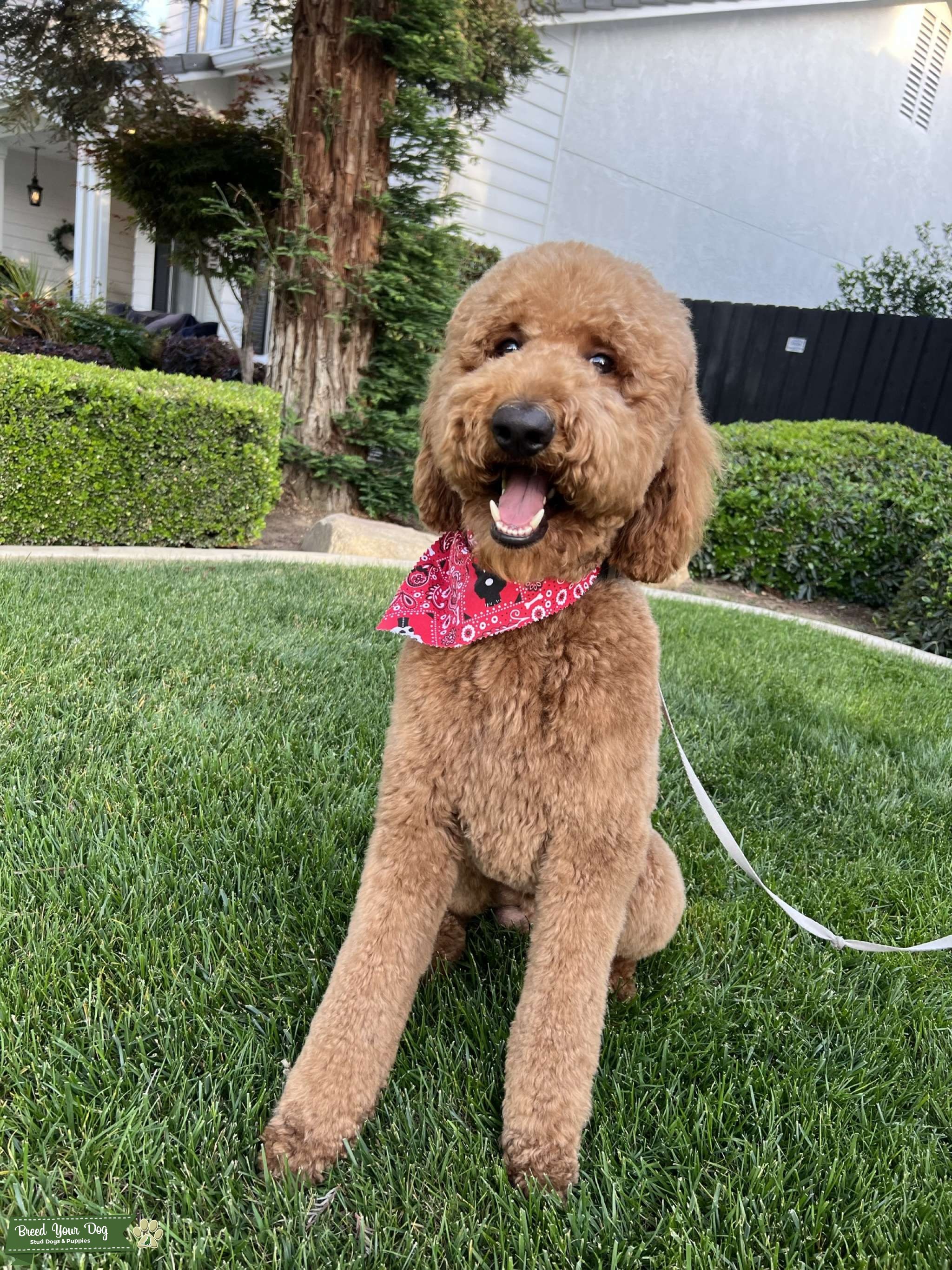 Rare, Deep Red Standard Poodle Stud Dog in CA, United States Breed