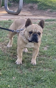 Runtz for Stud $500fee Listing Image