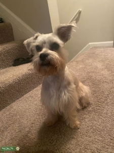 Tan Miniature Schnauzer Listing Image