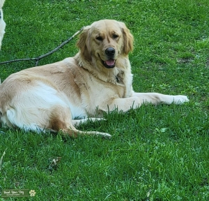 Goldens Retriever  Listing Image