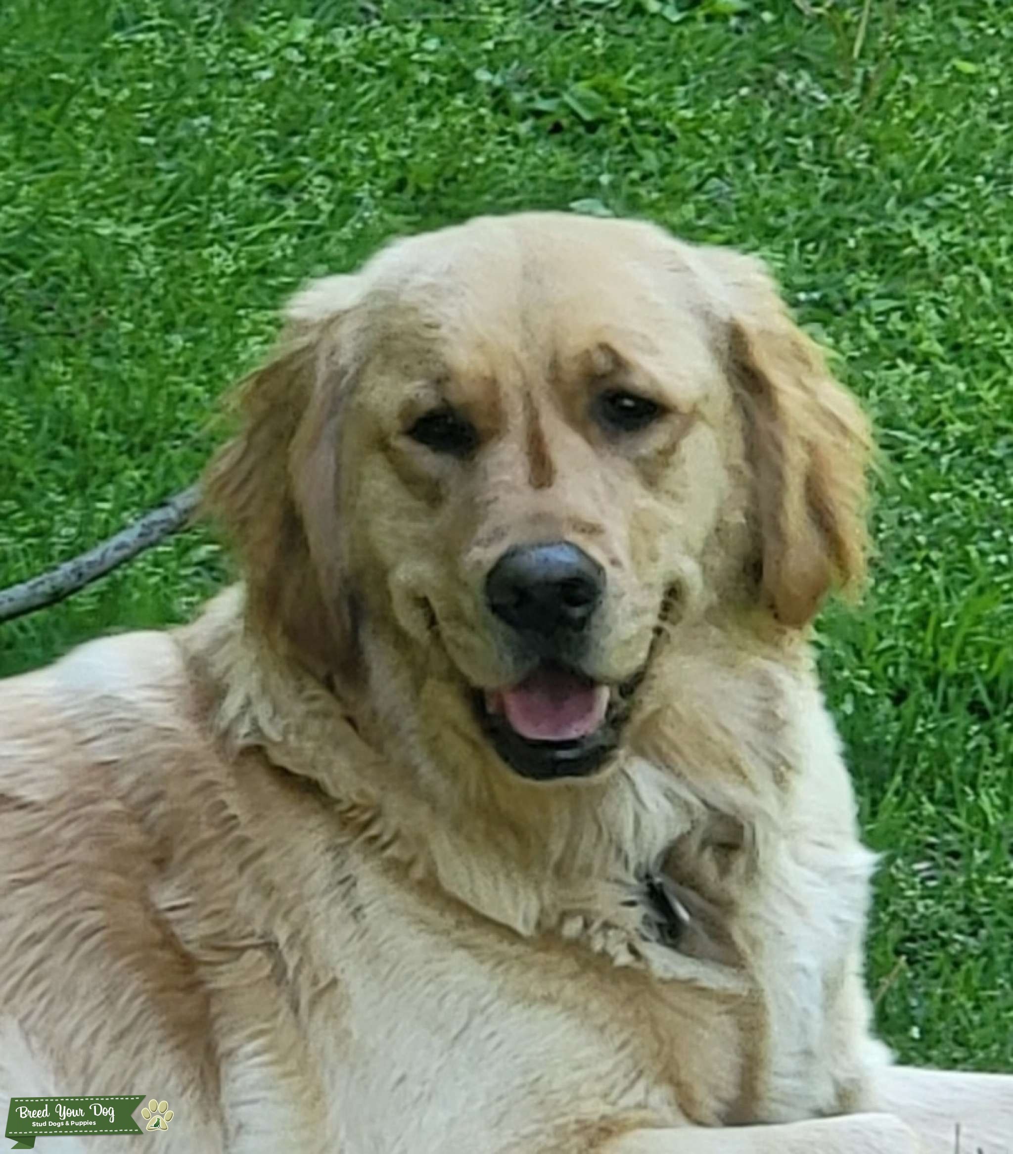 Goldens Retriever Stud Dog in Massachusetts, the United States