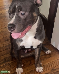 Blu tri brindle  Listing Image