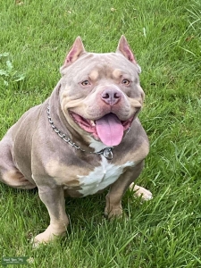 ABKC Gotti bloodline tri American bully  Listing Image