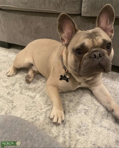 French bulldog Stud service  Listing Image