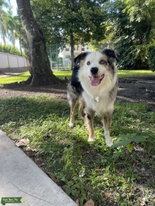 Blue merle aussie Listing Image
