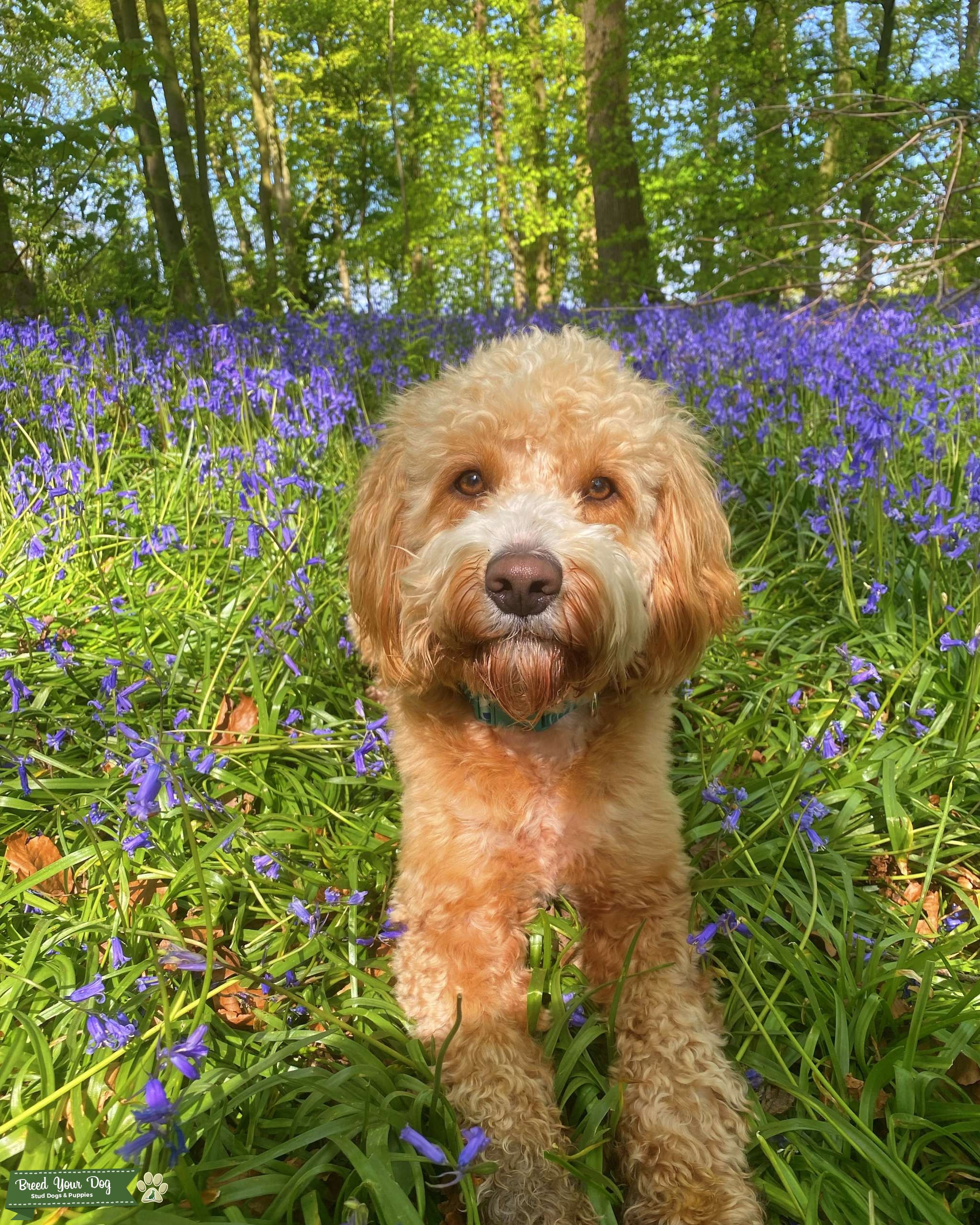 Apricot Cockapoo Male Stud Dog Lancaster, Lancashire Breed Your Dog