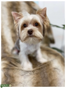 Chocolate Parti yorkie stud male Listing Image