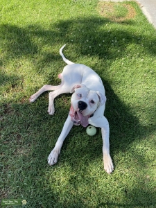 White Boxer Stud  Listing Image
