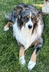 Aussie Stud Looking for a Mate  Listing Image