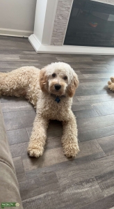 MINI Goldendoodle Stud Service Listing Image