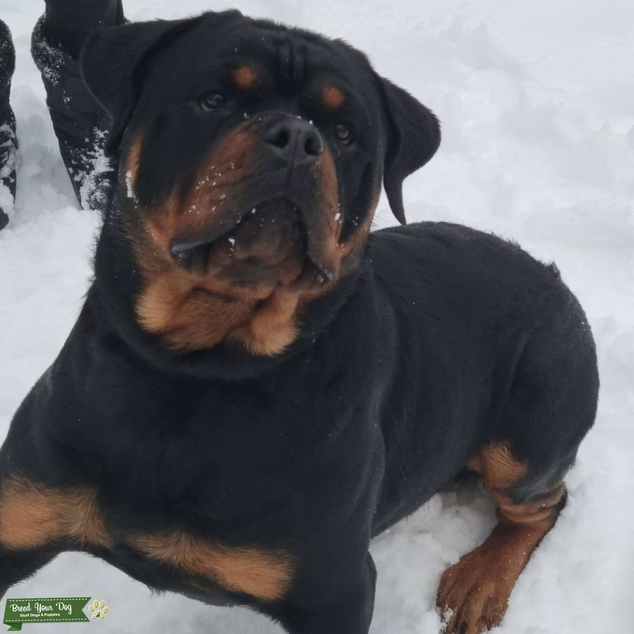 AKC Stud Serbian Rottweiler - Stud Dog in California, Mexico | Breed ...