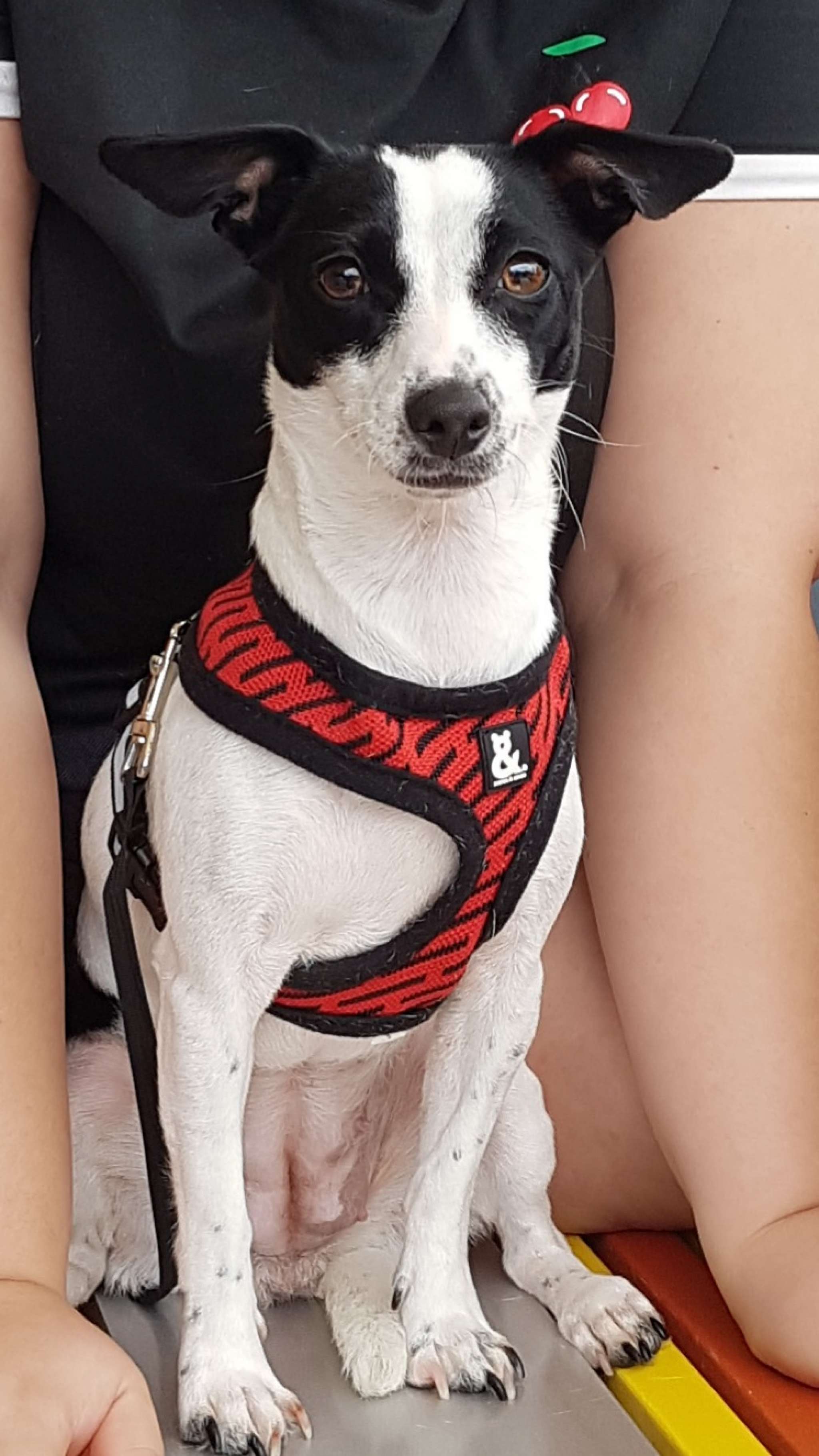 Jack Russell x Mini Foxie Terrier. Stud Dog in Brisbane, Qld., the United States Breed Your Dog