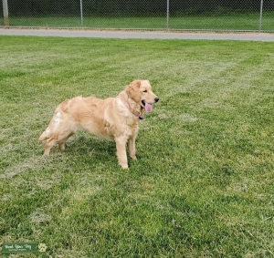 Blonde Golden Retreiver Listing Image