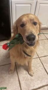 AKC Golden Retriever Listing Image