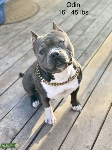 American Bully Stud Service- Blue Pocket Listing Image