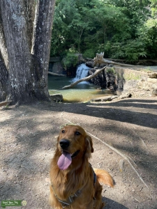 Good Natured Pure Bread Golden Retriever  Listing Image