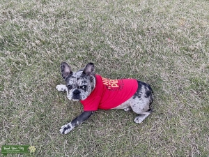 Blue Merle French Bulldog  Listing Image