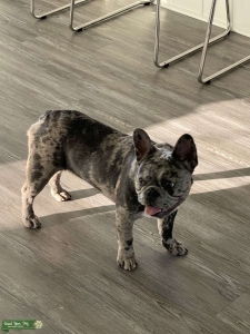 Blue Merle Frenchie Listing Image