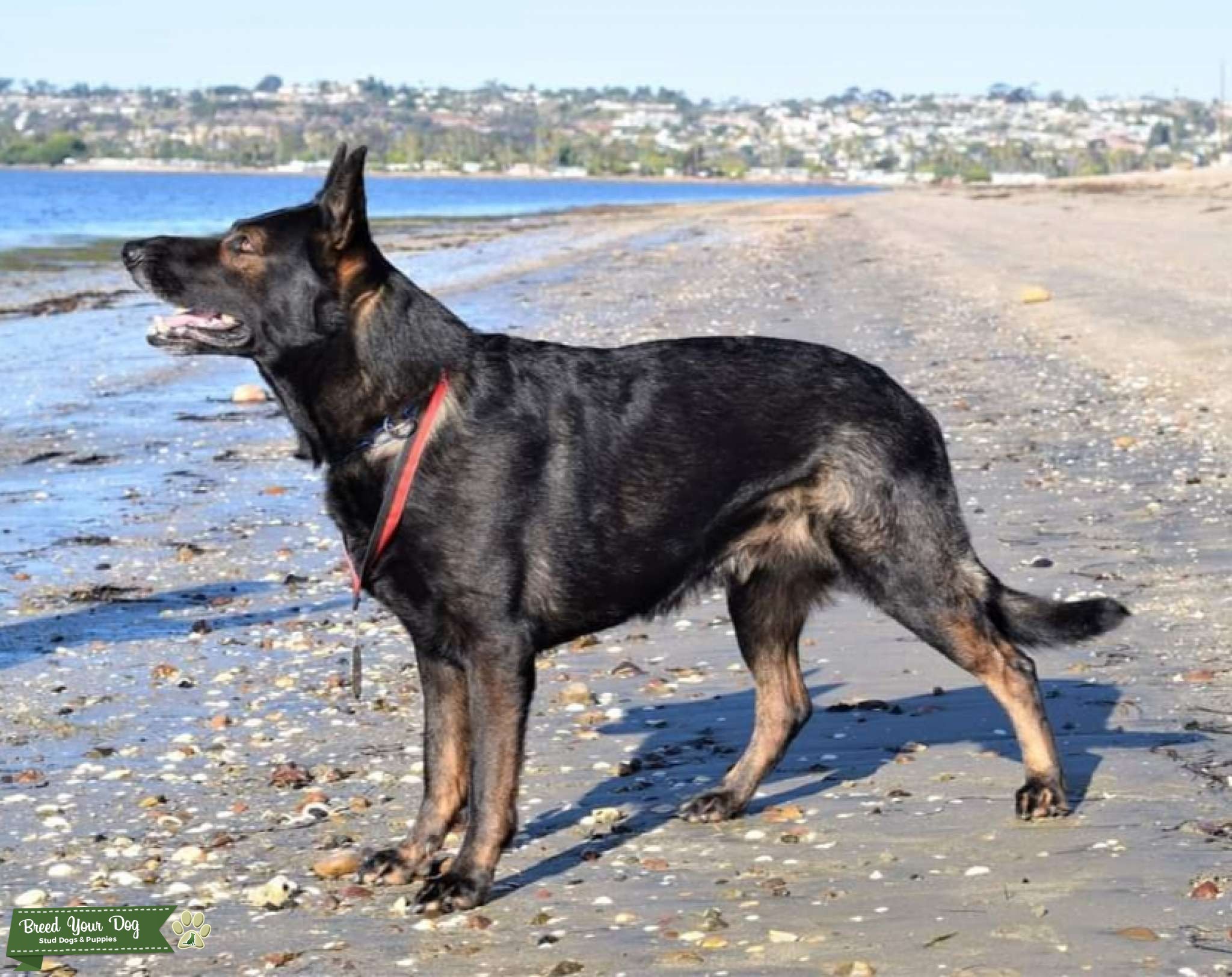 Titled AKC Working Line German Shepherd Stud Dog in California, the