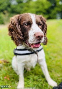 Fifth generation pedigree - KC registered English springer spaniel FOR STUD Listing Image