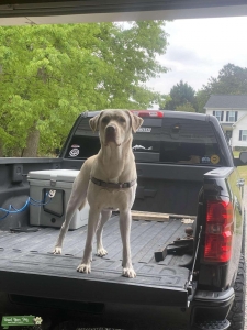 Handsome Yellow Lab Listing Image