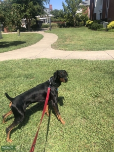 Black and Tan male Doberman  Listing Image
