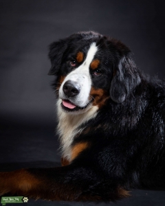 Bernese Mountain Dog Listing Image