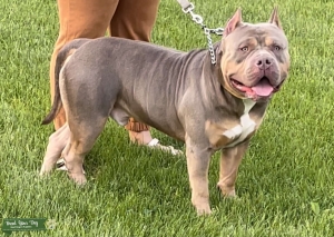 ABKC Lilac Tri Xl American Bully Stud  Listing Image